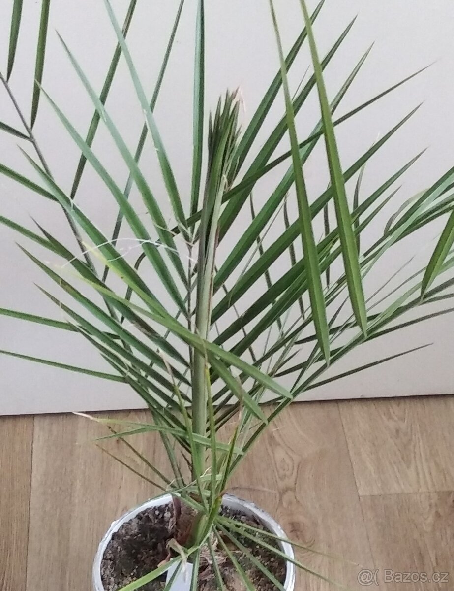 Datlovník pravý-Phoenix Dactylifera 400Kč - 4