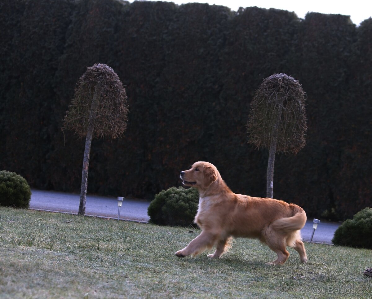 GOLDEN RETRIEVER- ZKwP/FCI, american type,zlatý retrívr - 4
