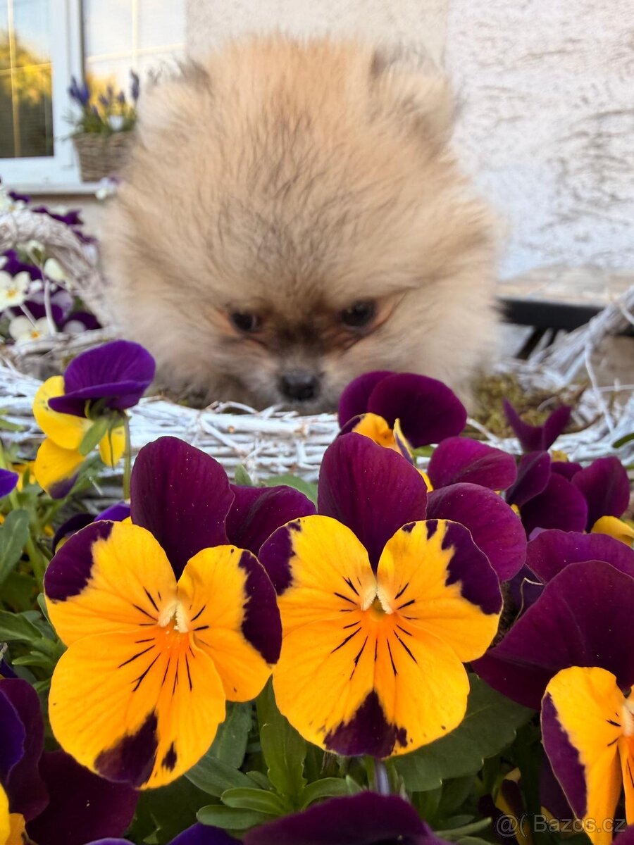 Pomeranian s p.p - 4