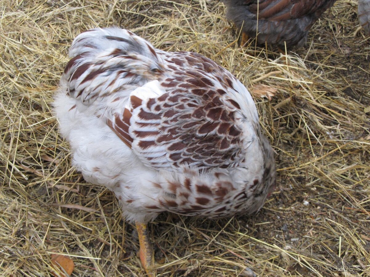 Wyandotka zdrobnělá zlatá bíle lemovaná - kohouti - 4