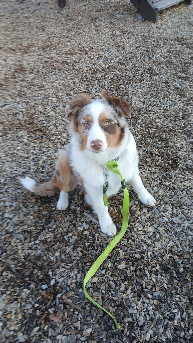 Border kolie x australak - 4