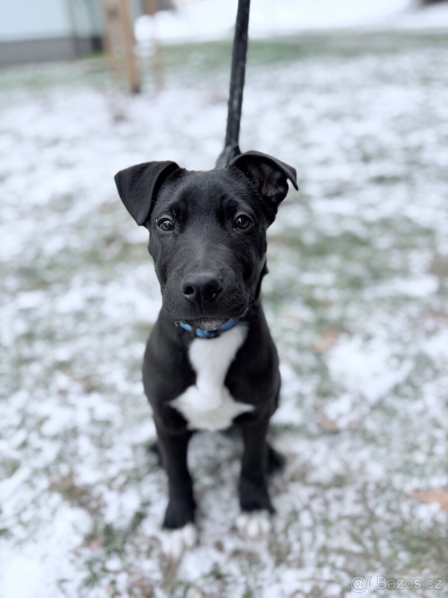 Prodám staforda 6 měsíců. - 4