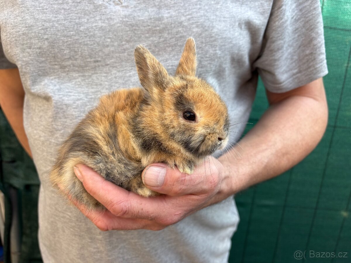 ♥️zakrslý králík - mimča již k odběru 🐰 - 4