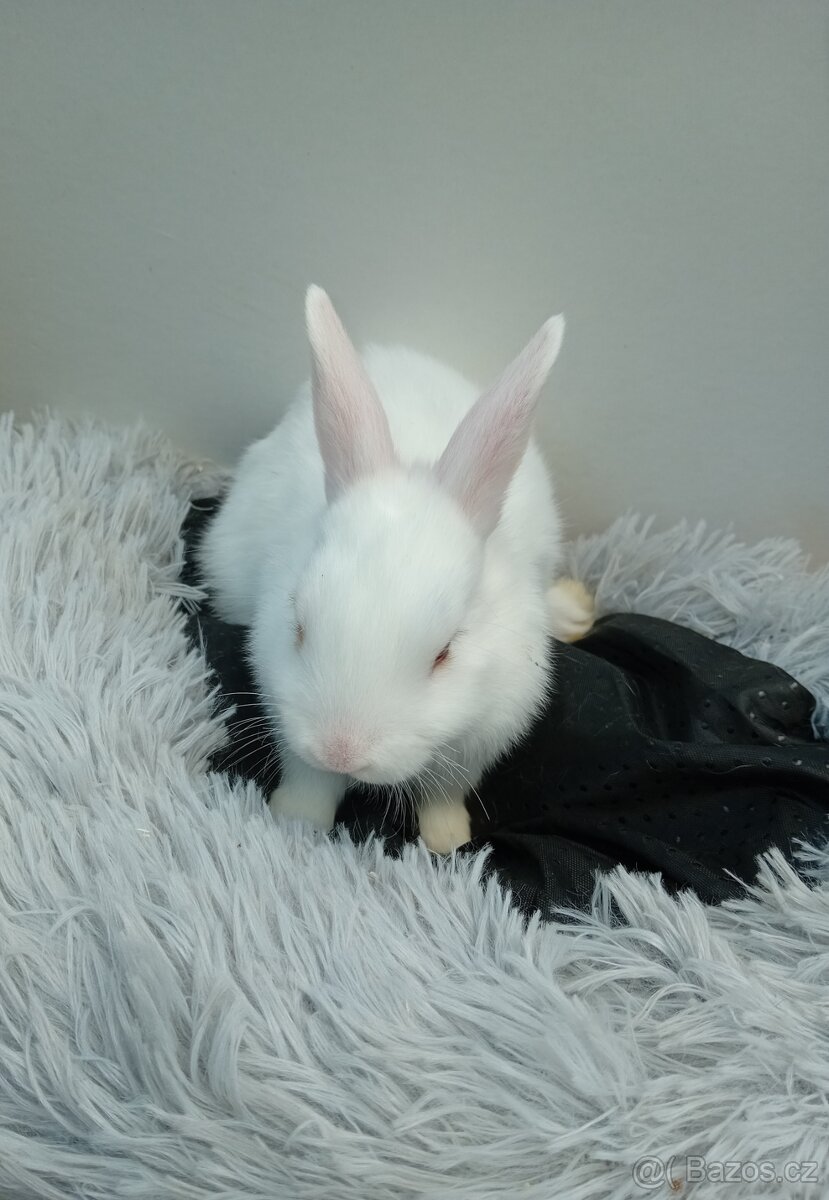 Zakrslý beránek I3 - 4