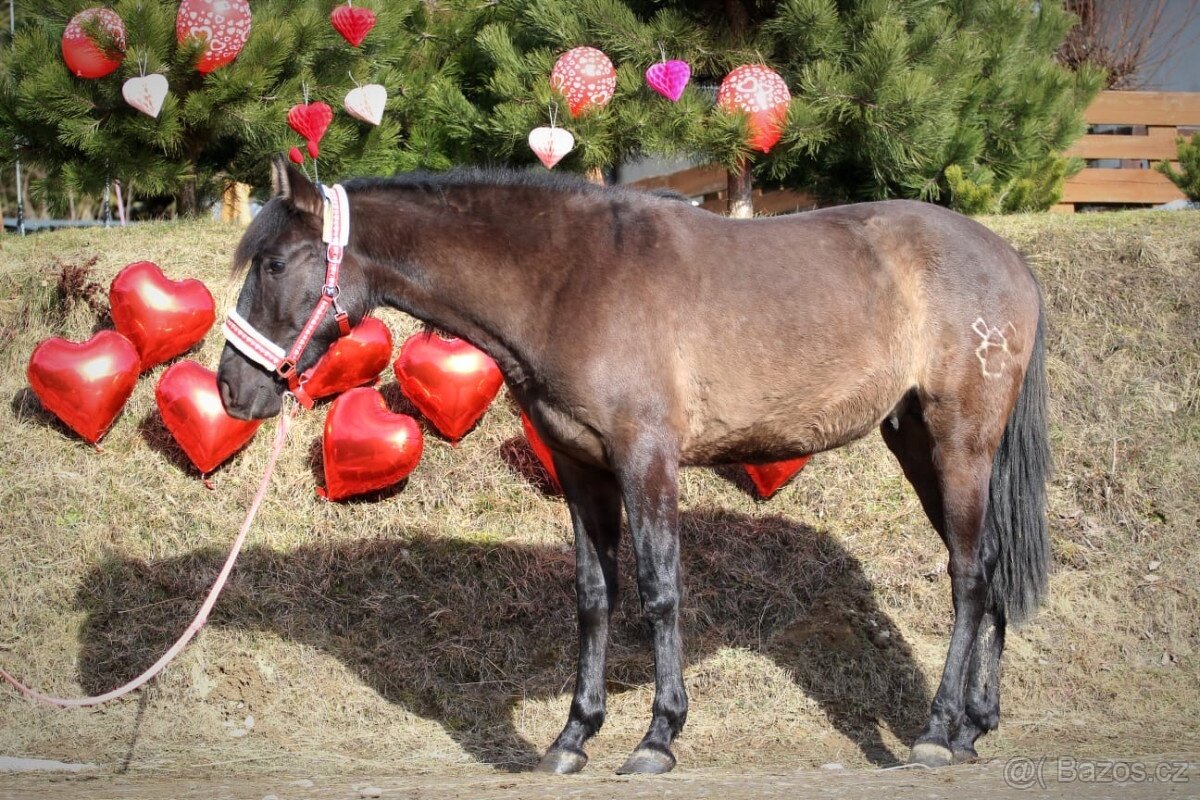Černý andaluský PRE v Polsku valach - 4