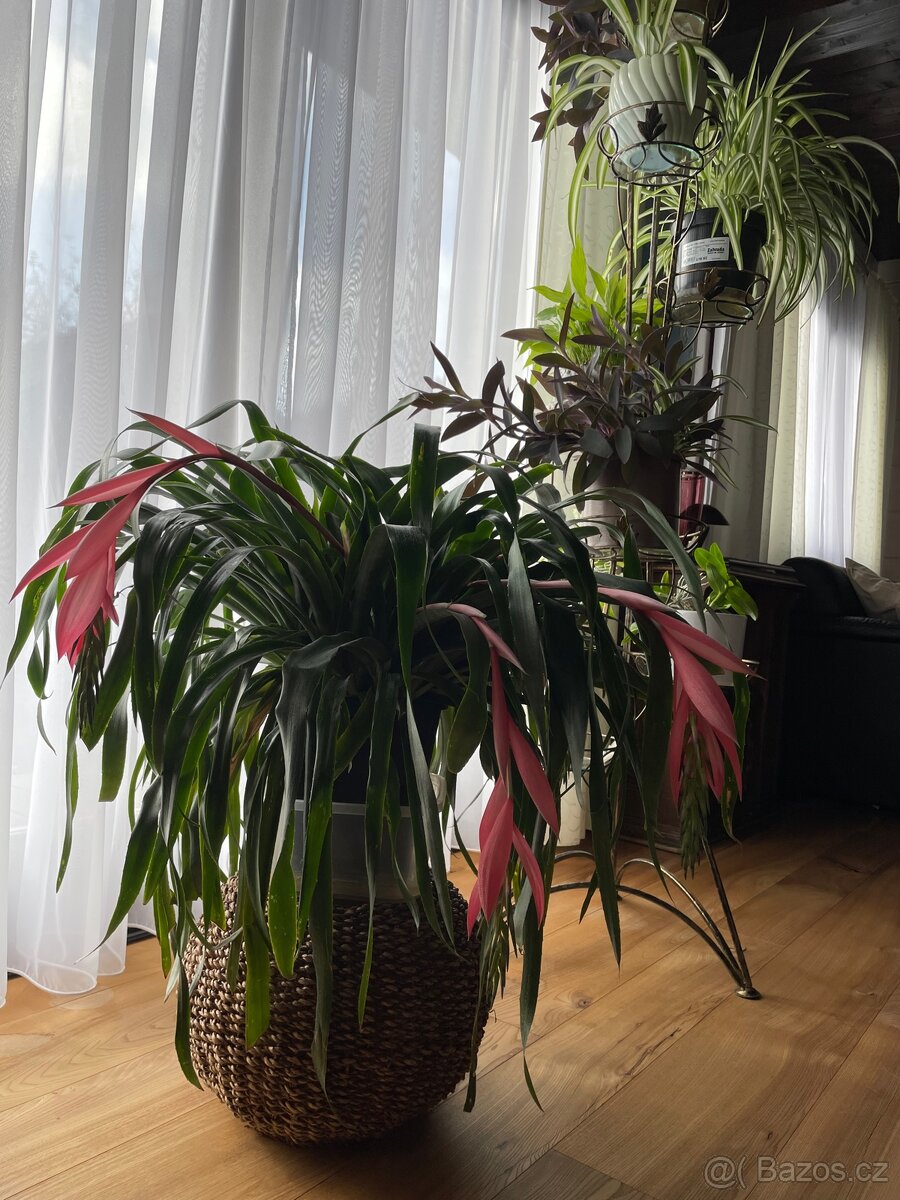 Aloe vera a jiné květiny - 4