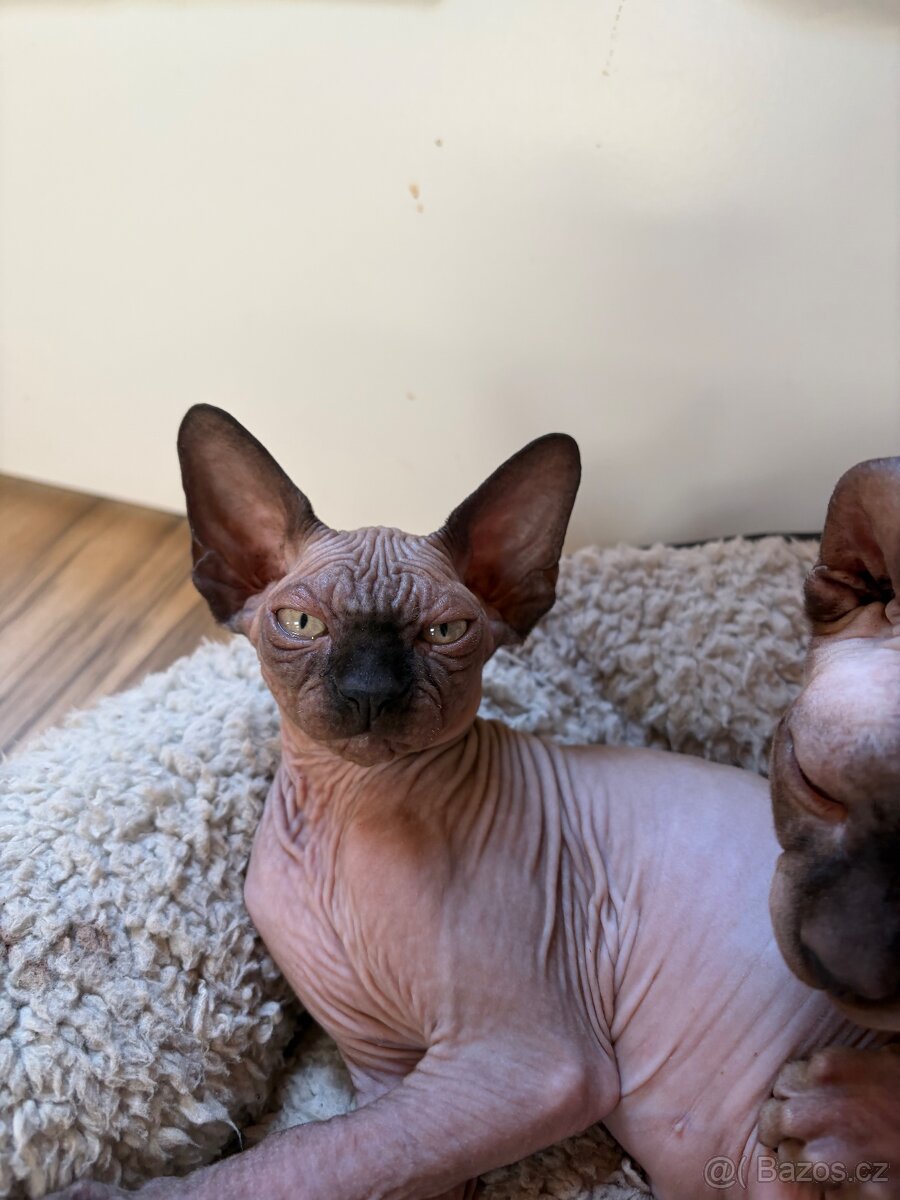 Kocourek Sphynx (Elf - Strike) - 4