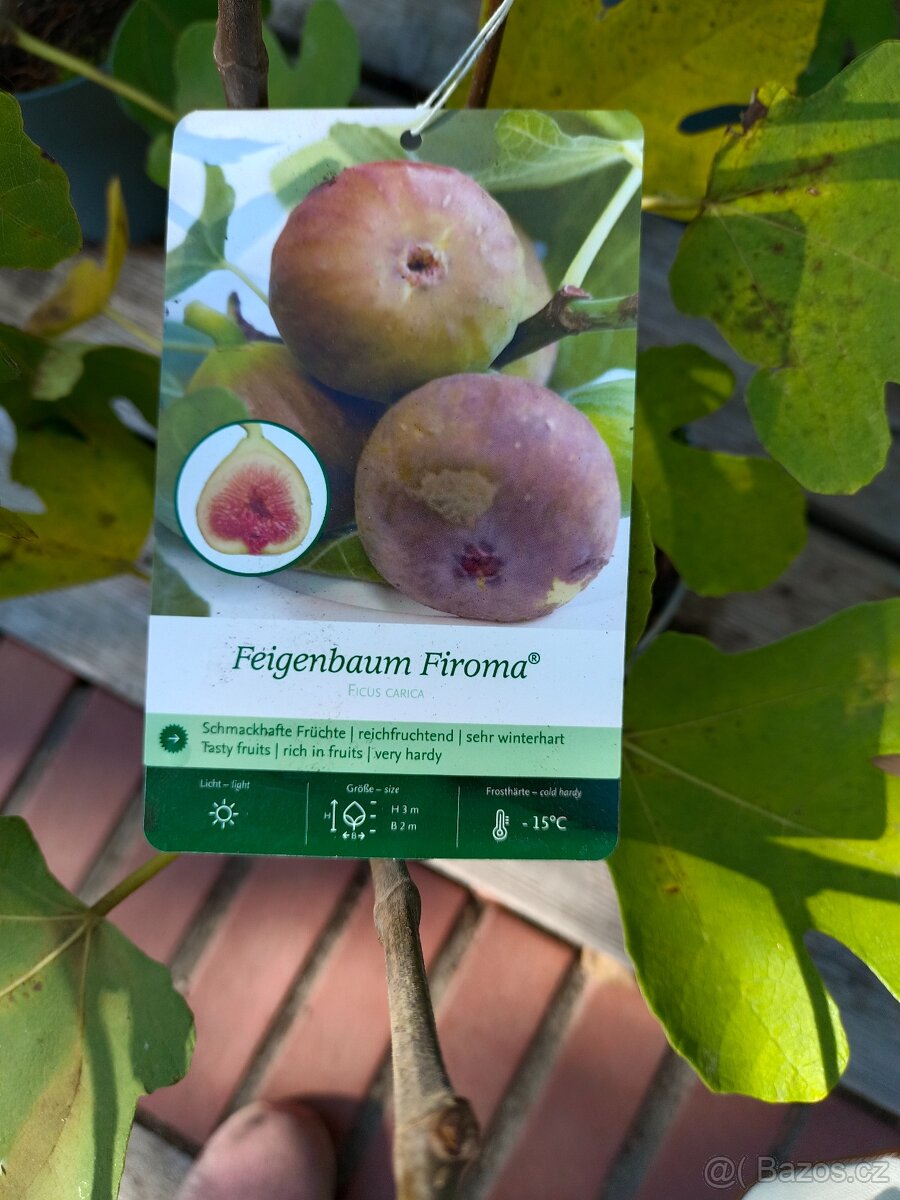 Fíkovníky Hardy Chikago, Ronde de Bordeaux 280Kč - 4