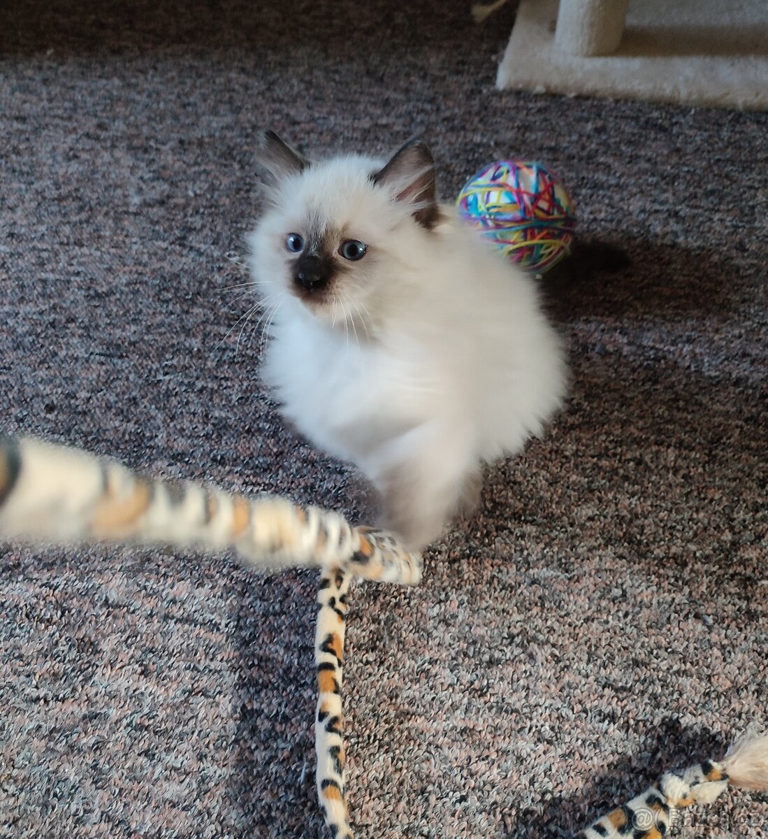 Ragdoll koťátka bez PP - 4