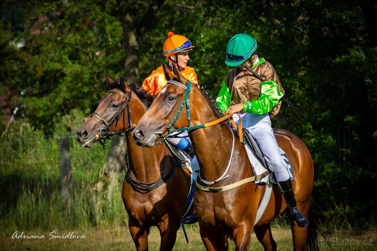 sedmiletá klisna - 4