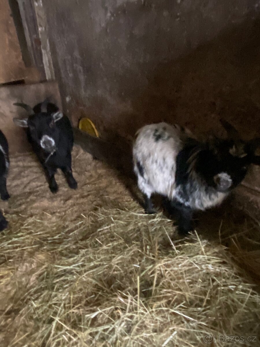 Samec lamy krotké - 4