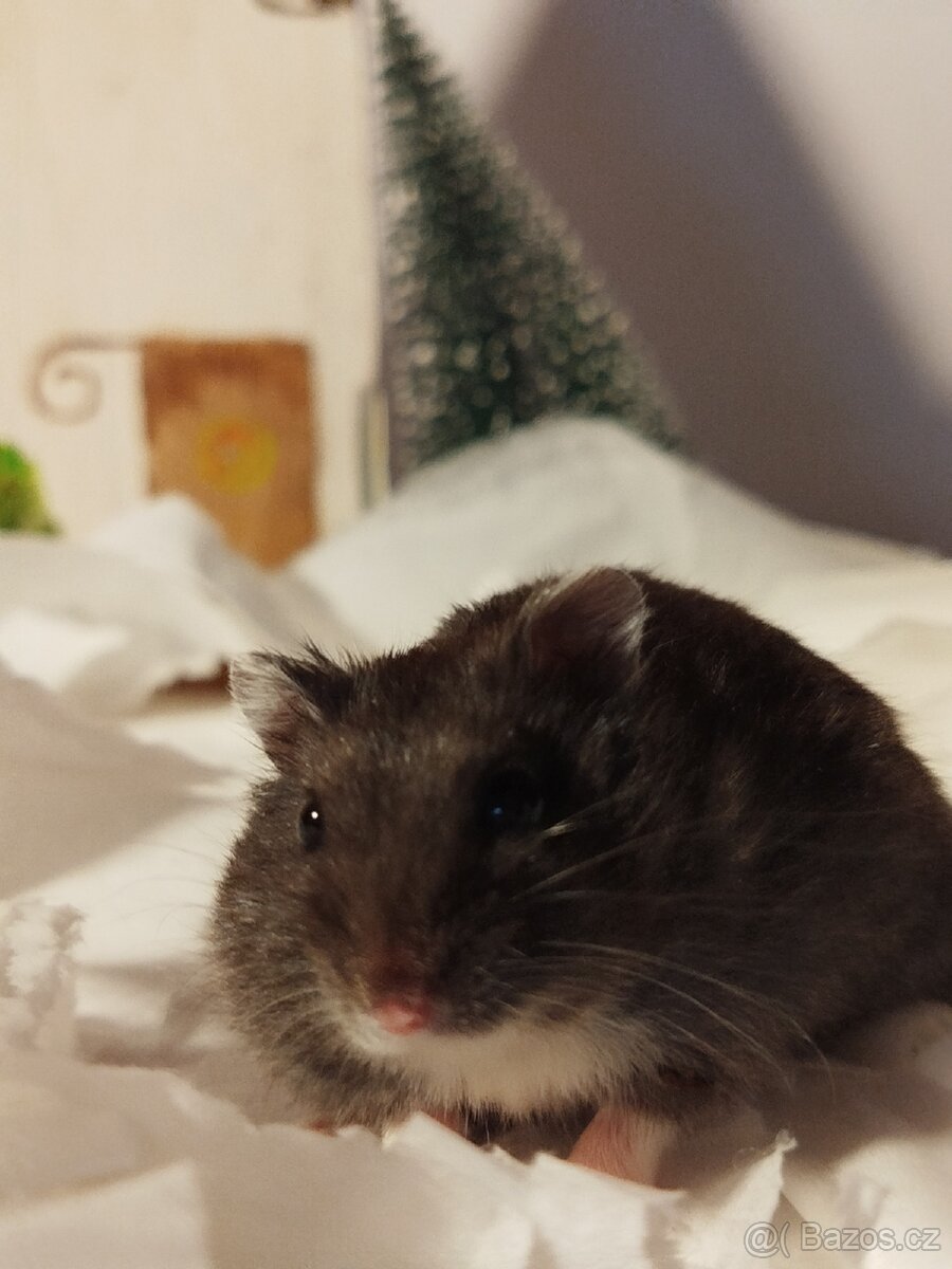 Křeček džungarský sameček - 4