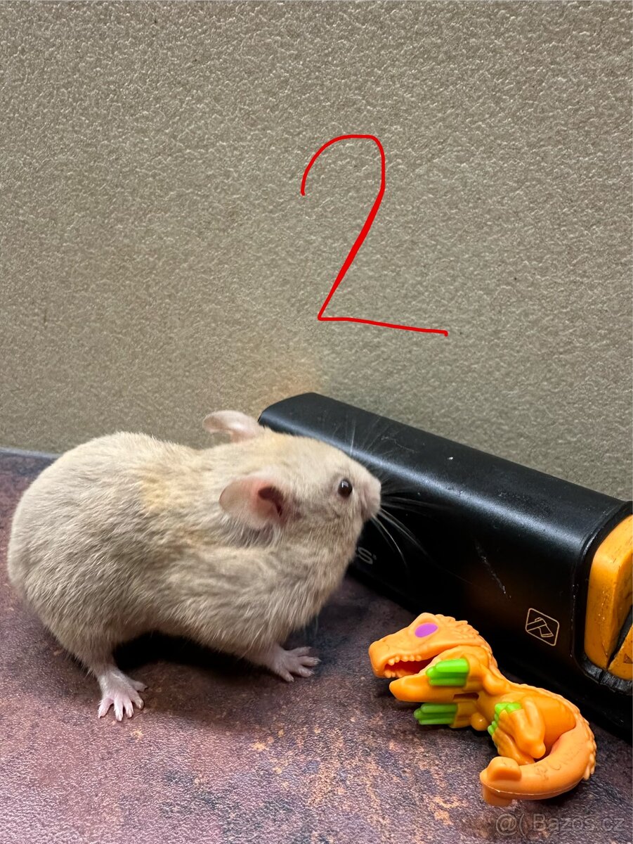 Křeček zlatý, syrský - 4