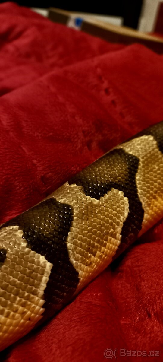 Krajta královská - python regius - 4