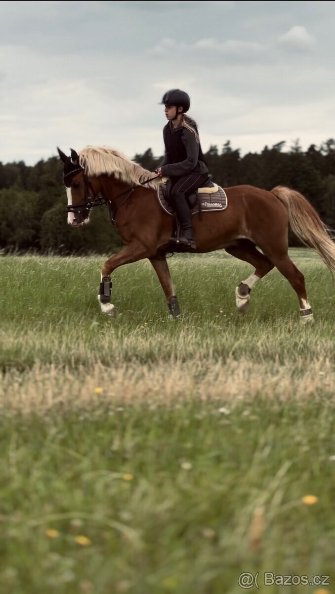 Pony valach B (148 cm) - 4