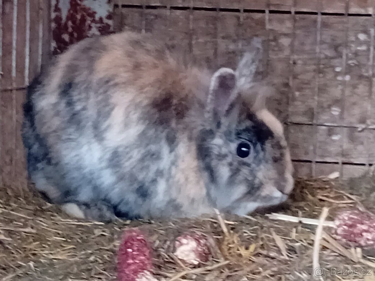 zakrslí králíčci - 4