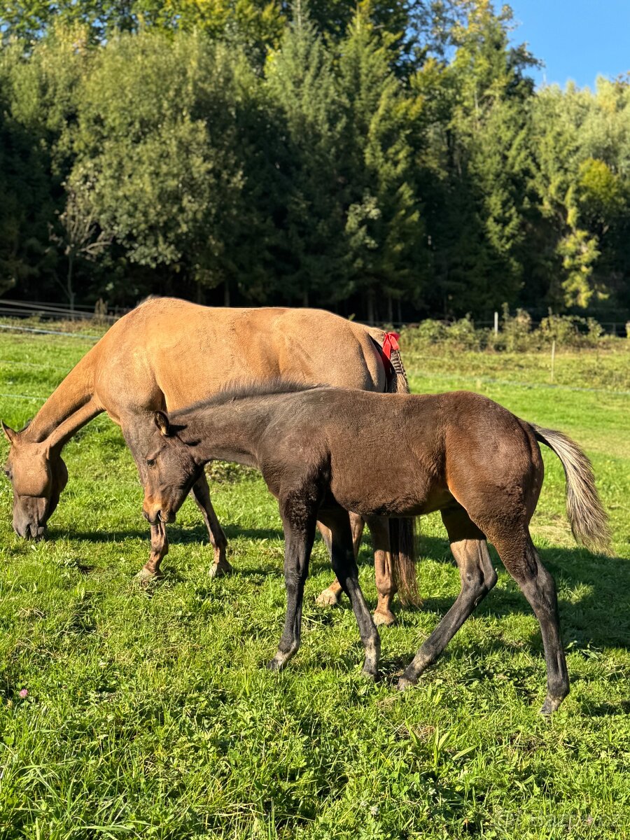 Qh hřebeček- dark buckskin - 4