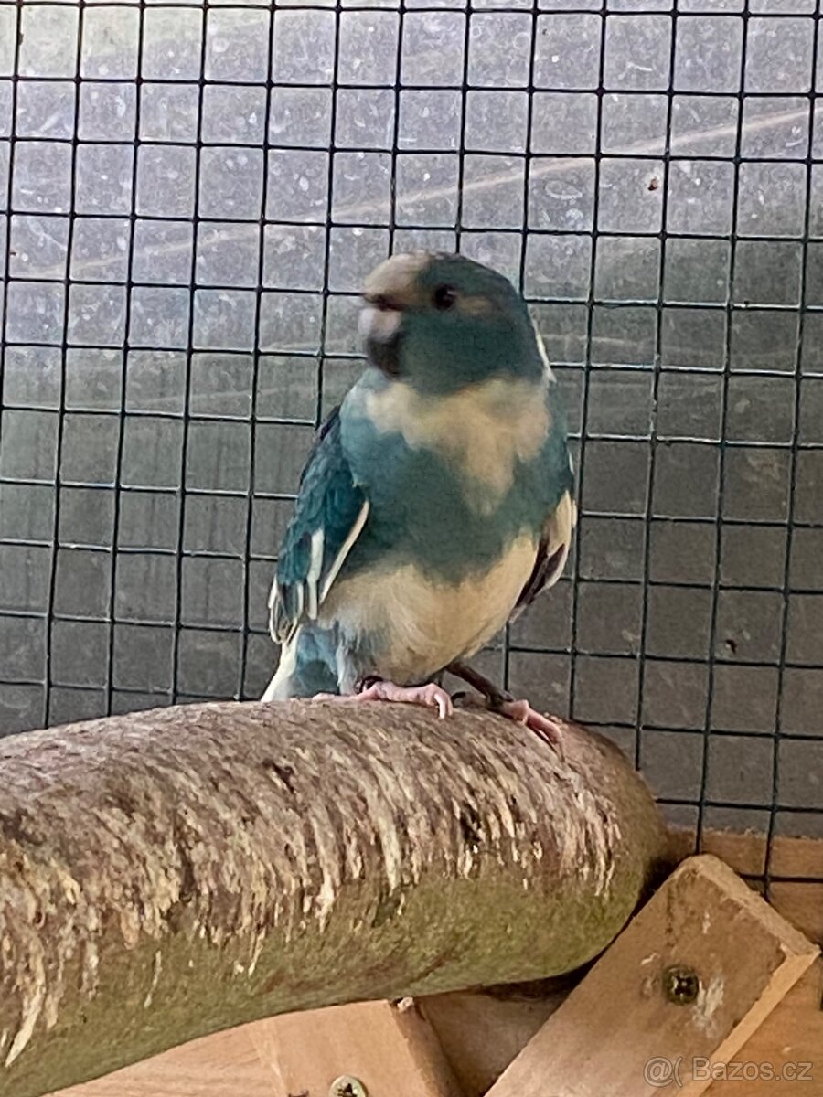 Kakariki modrý a modré straky - 4