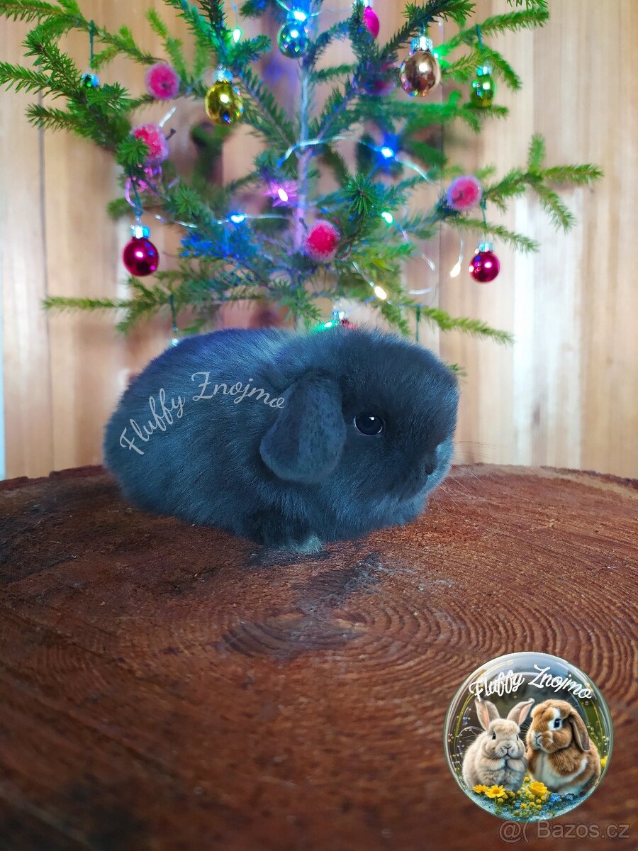 Zakrslí králíčci ze Znojma minilop - 4