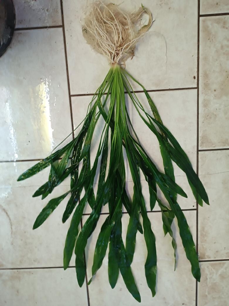 akvarijní rostliny - 4