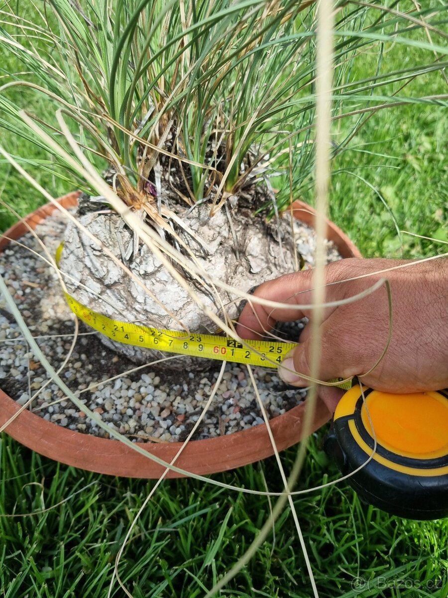 Calibanus hookeri - 4