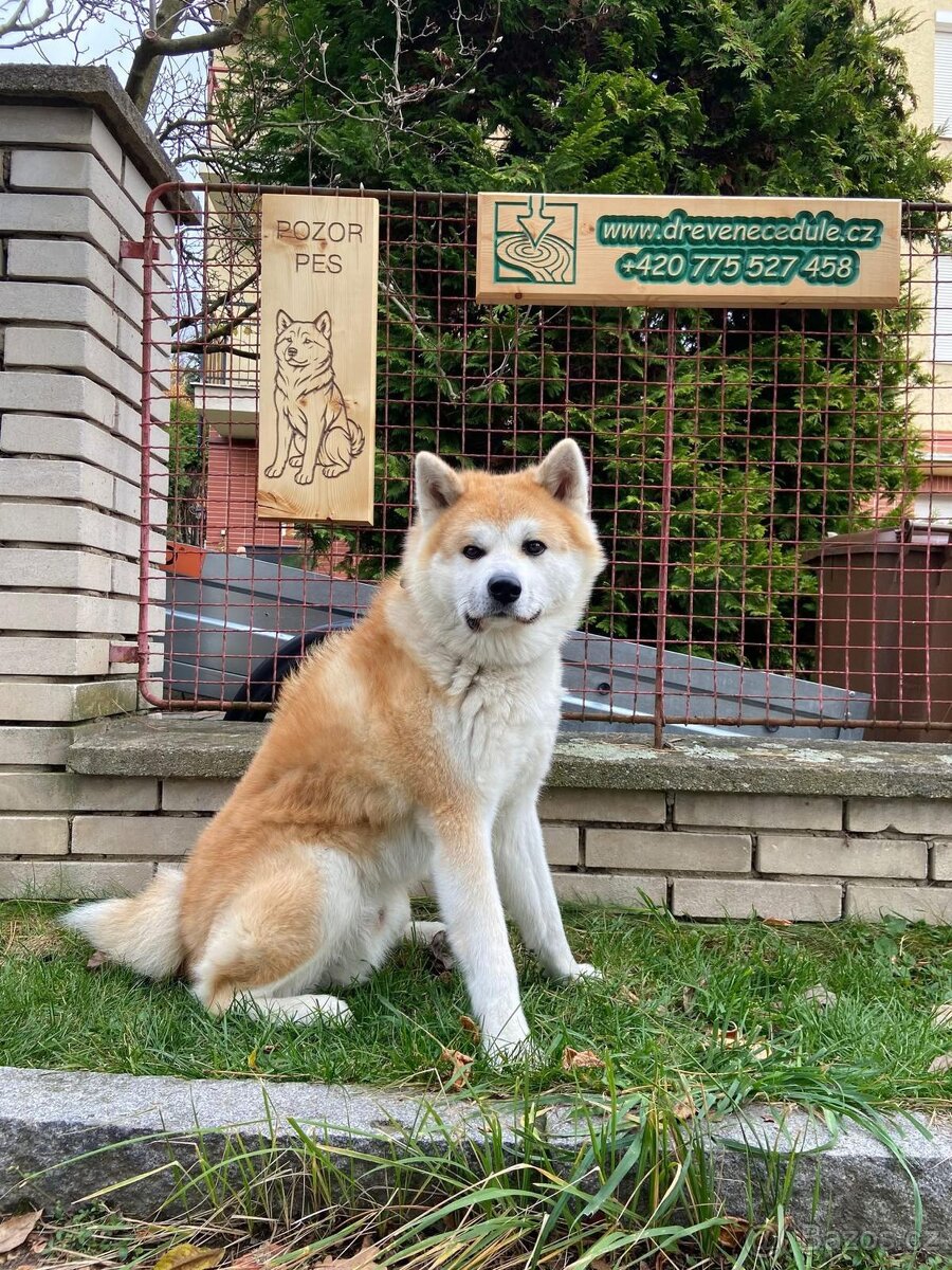 Dřevěná cedule POZOR PES - 4