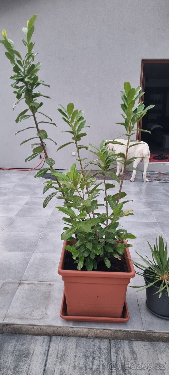 Bobkovišen 180cm + - 4