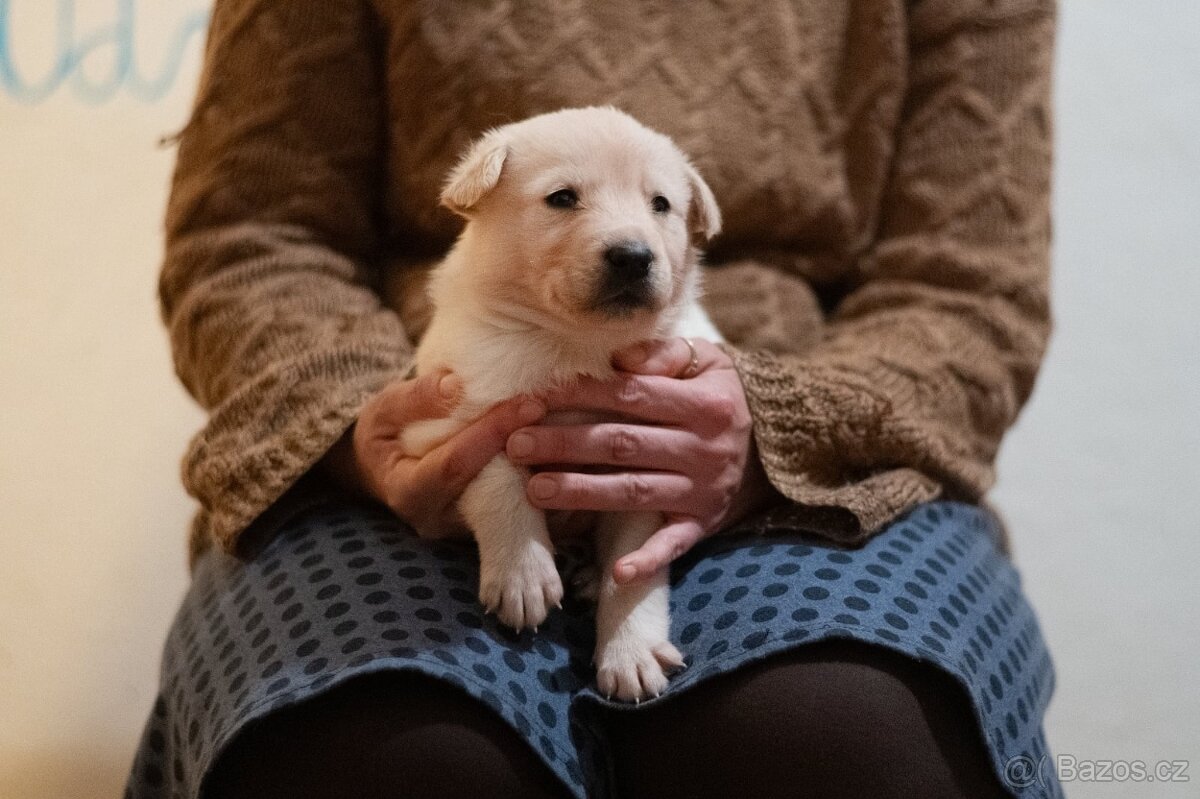 Štěňata kříženci, středně velcí - 4