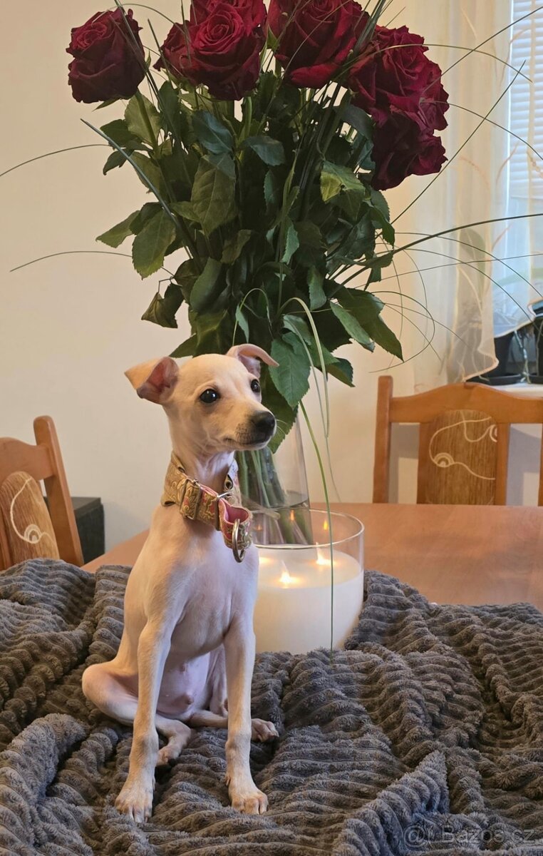 Italsky chrtik s pp - 4