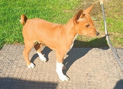 Basenji - štěňata bez pp - 4