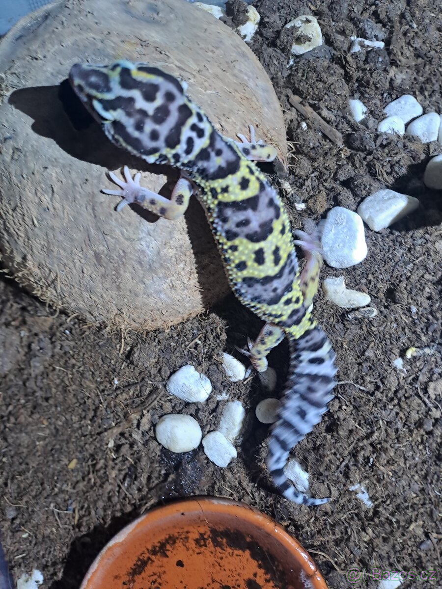 Gekončík noční - samice - 4