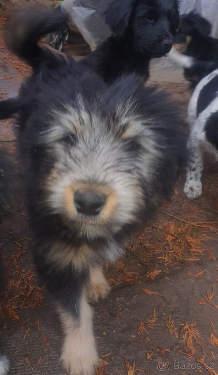 stene krizenec borderkolie× bretansky ohar/holandsky pinc - 4
