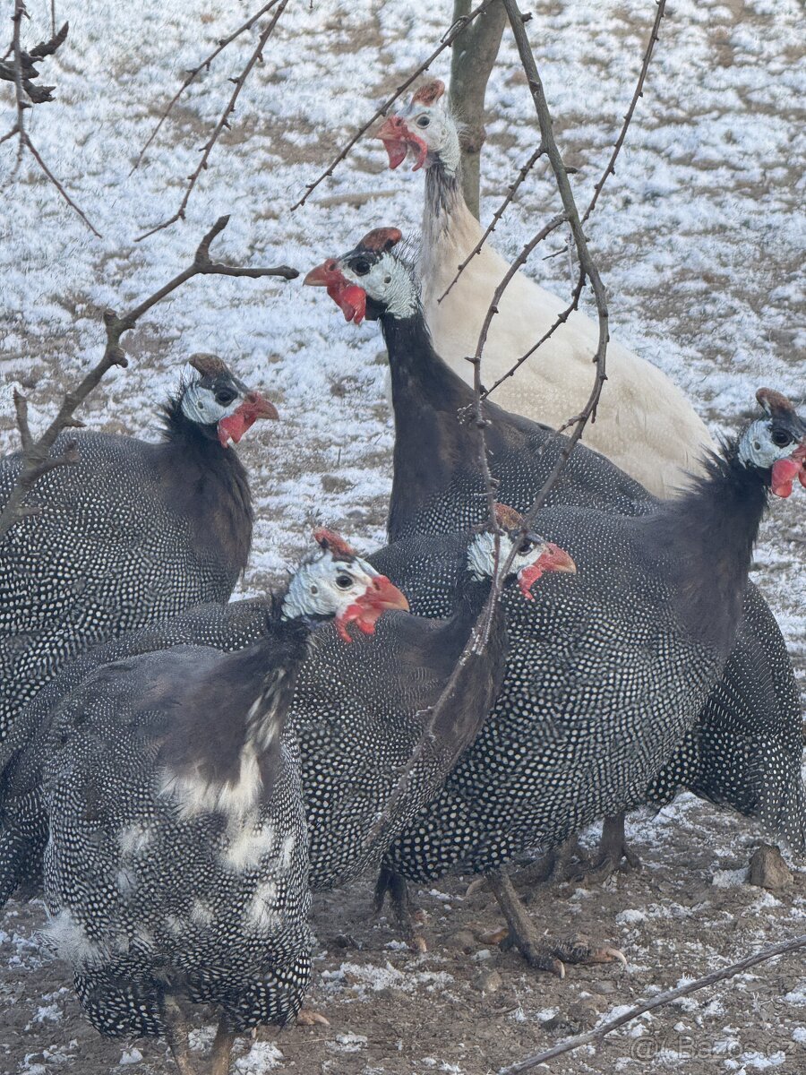 Máme na prodej mladé a okouzlující kohoutky — galantní, čilí - 4