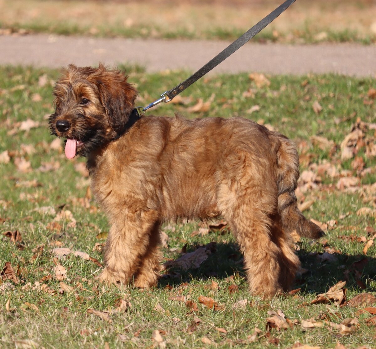 BRIARD PLAVÝ KLUK - 4