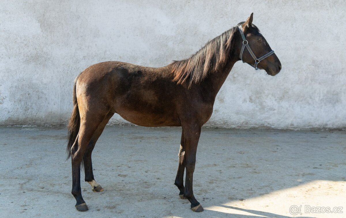 Dvouletí hřebci - 4