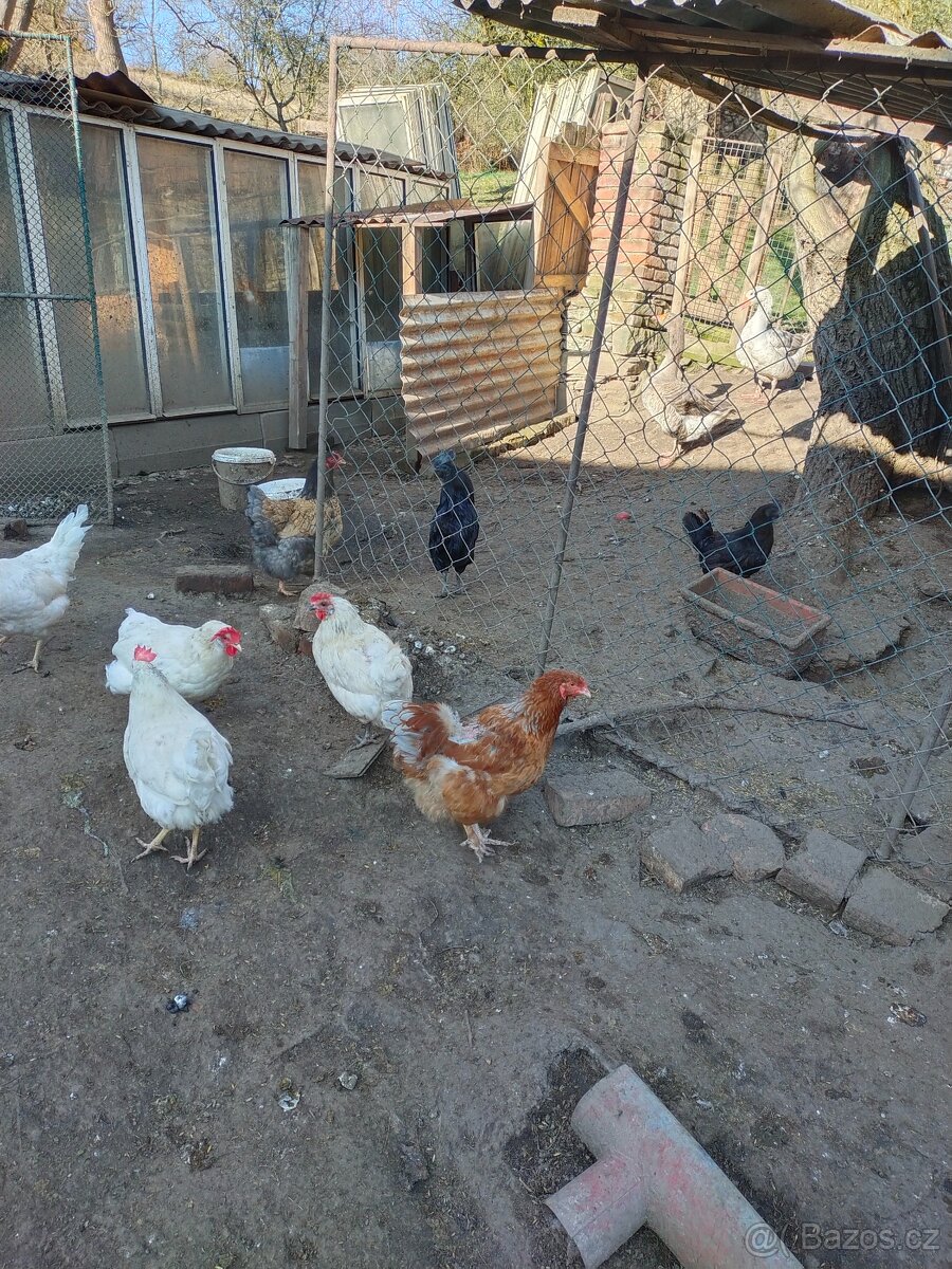 Kuřátka a běžci - 4