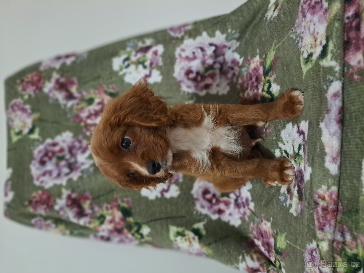 Cavapoo - 4