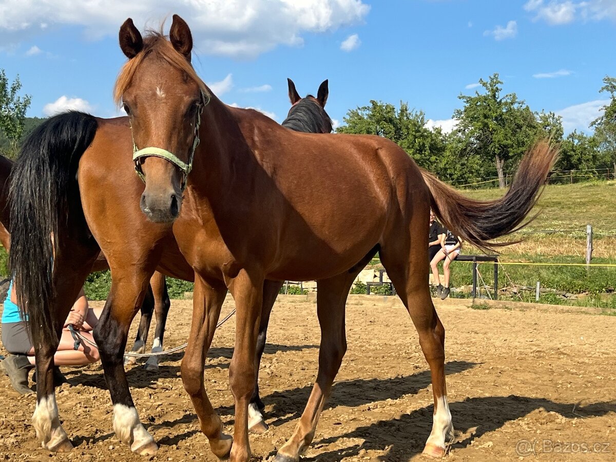 Prodám roční Pony - 4