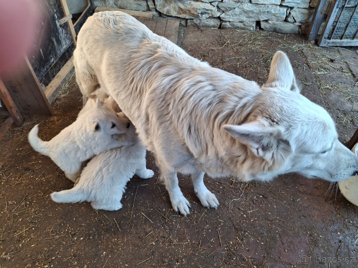Štěňátka - bílý švýcarský ovčák - 4