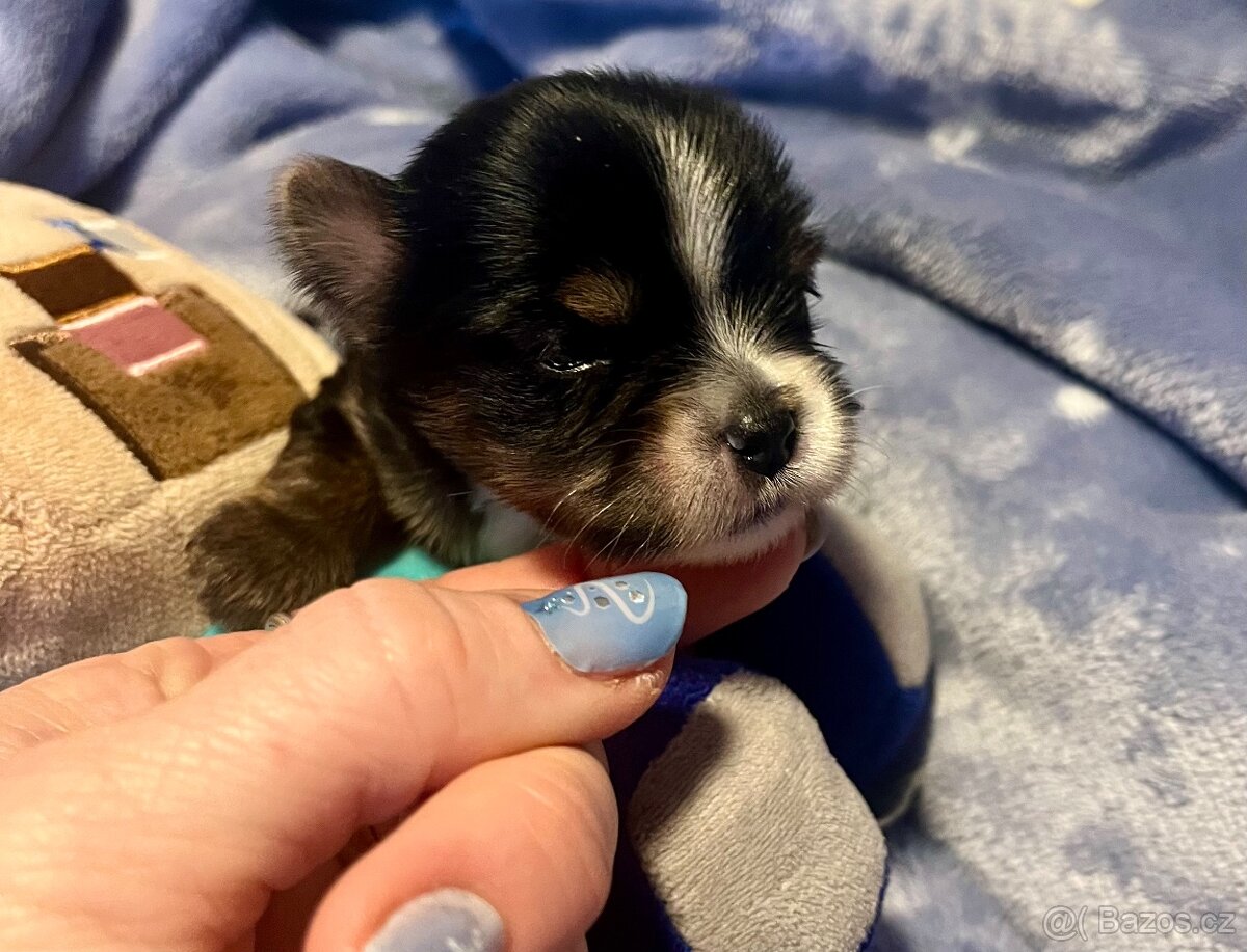 Jorkšírský teriér - 4