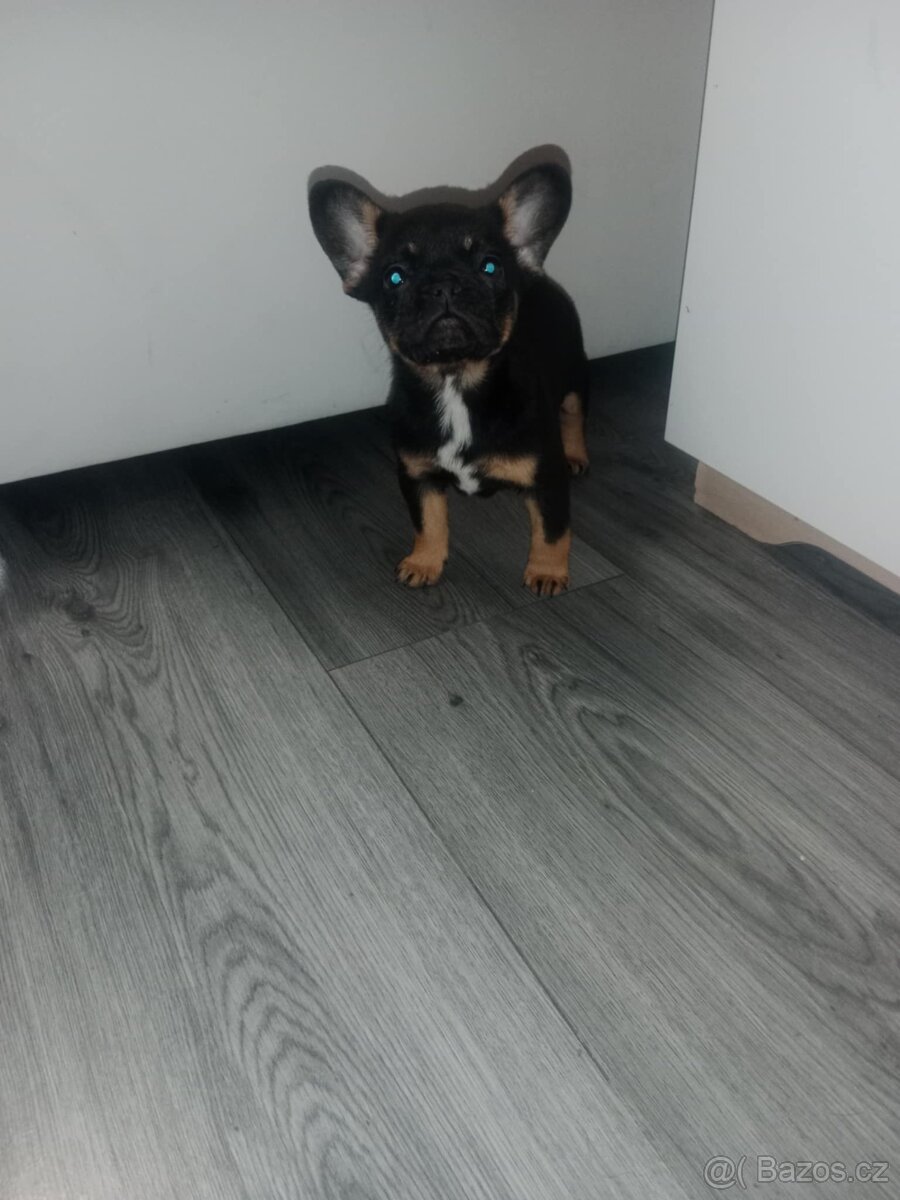 Francouzký buldoček - 4