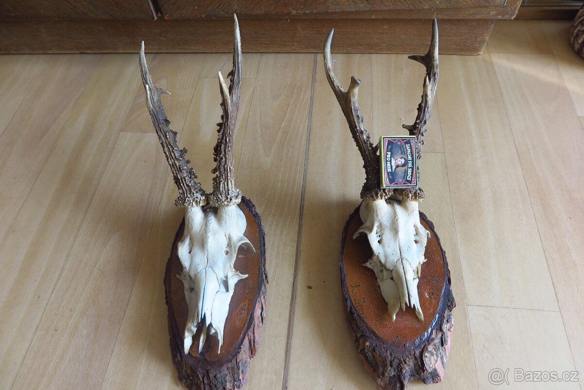 Srnčí parůžky - 4
