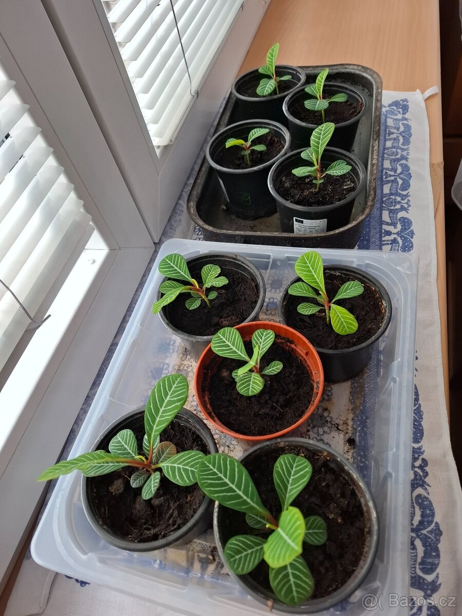 Pryšec Běložilný - 4