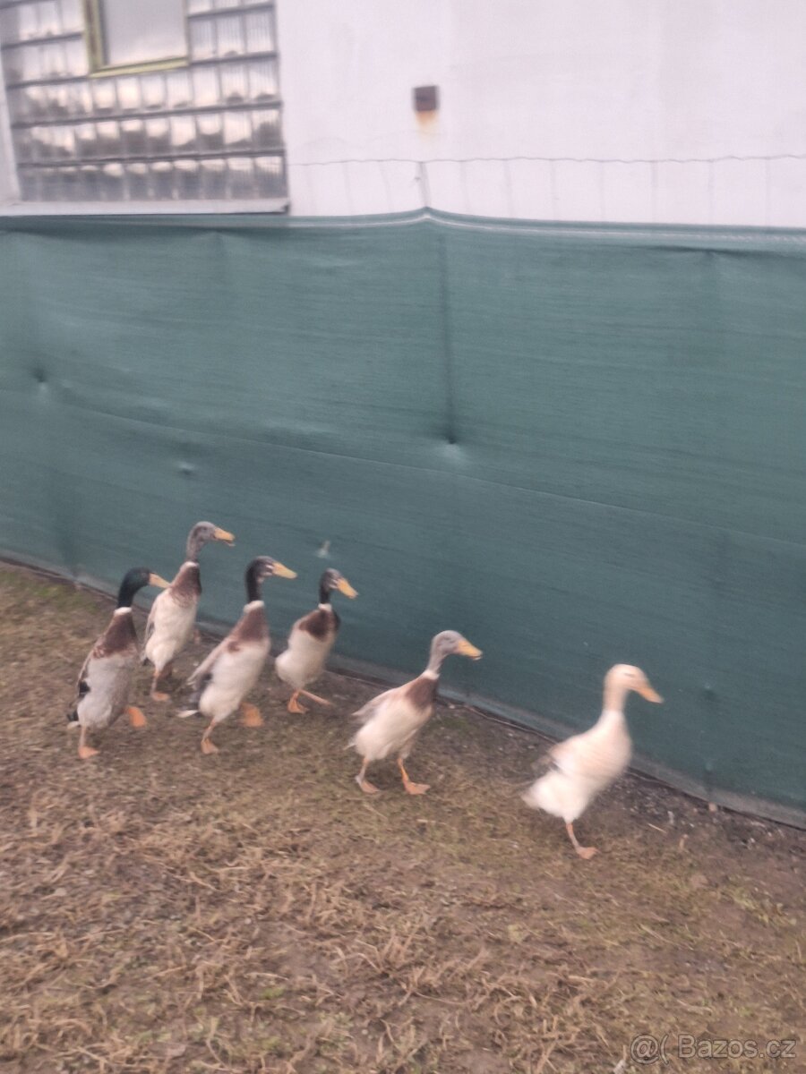 Indický běžci - 4