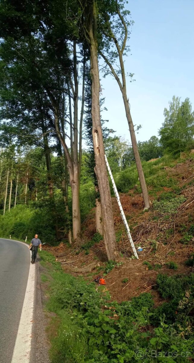 Rizikové kácení - zdravotní řez dřevin - 4