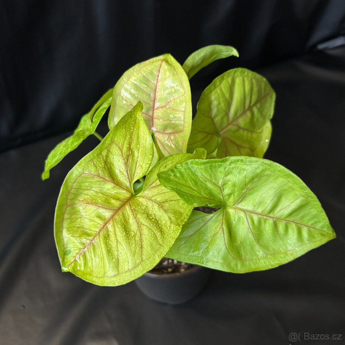 SLEVA⤵️ Syngonium Golden Allusion - 4