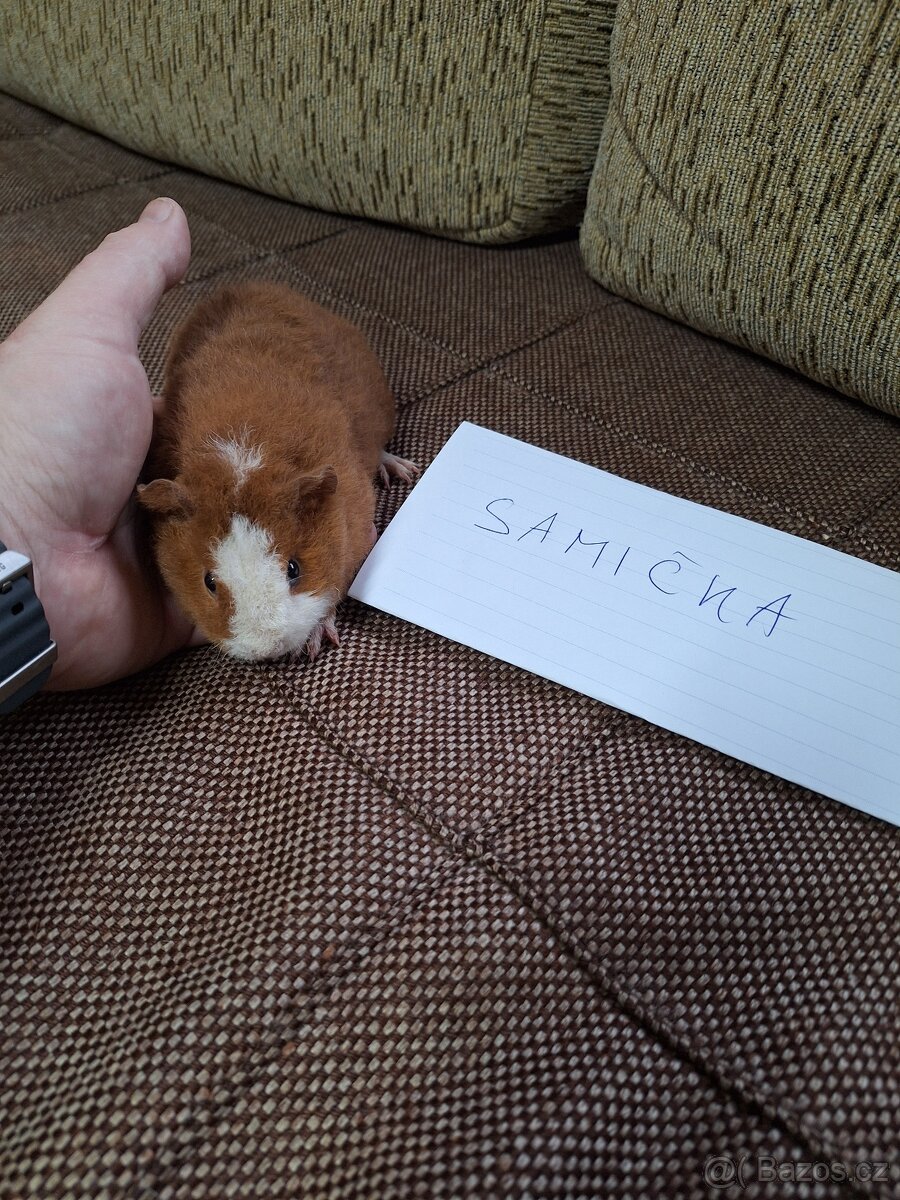 morče US teddy (4xsamec,2samice) - 4