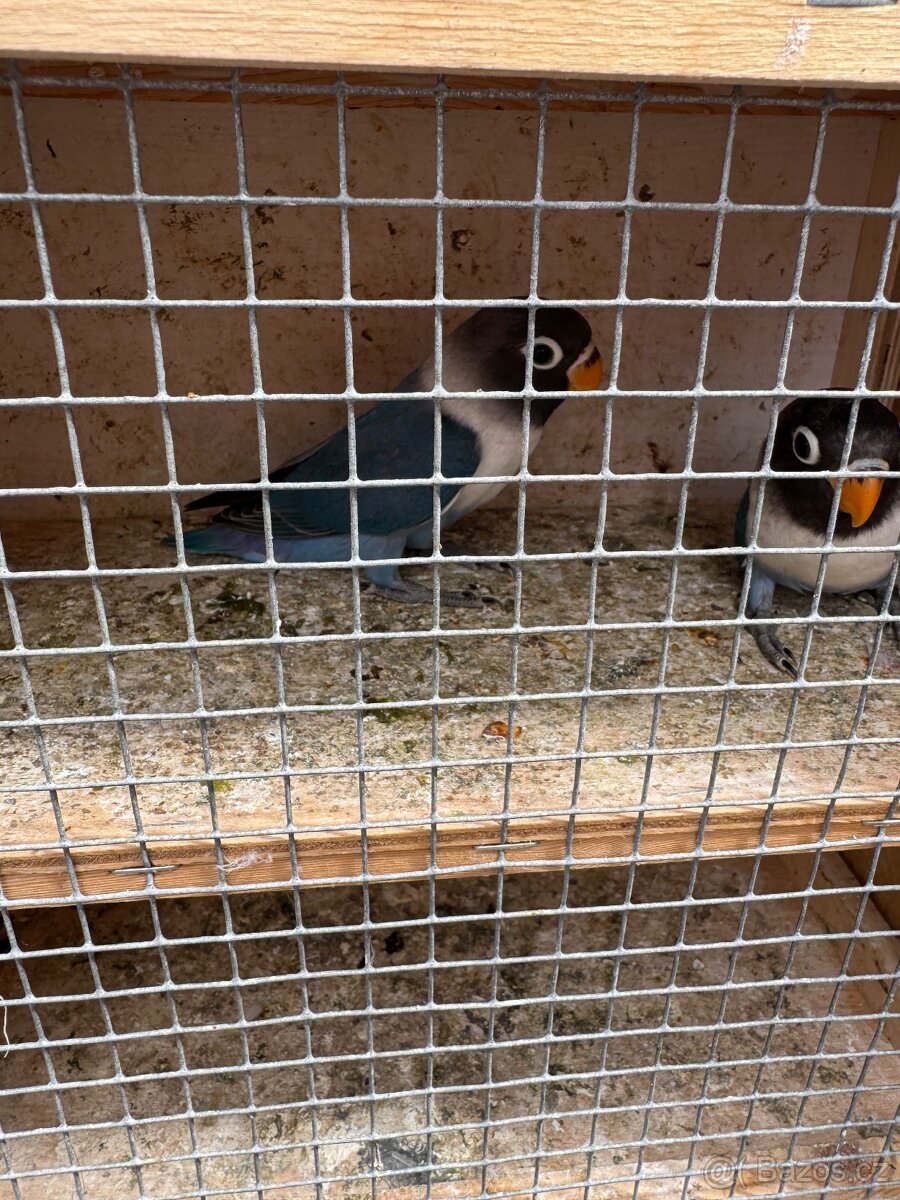 Prodám Agapornise Škraboškového - 4