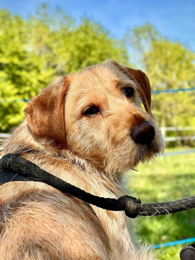 Timík nežil v dobrých podmínkách, čeká nyní na šanci - 4