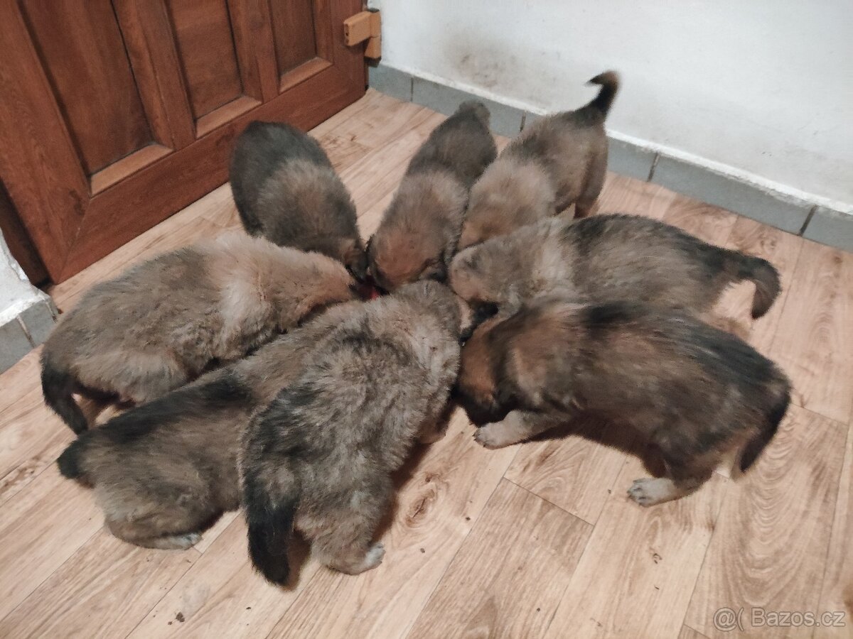 Poslední volná fenečka - 4